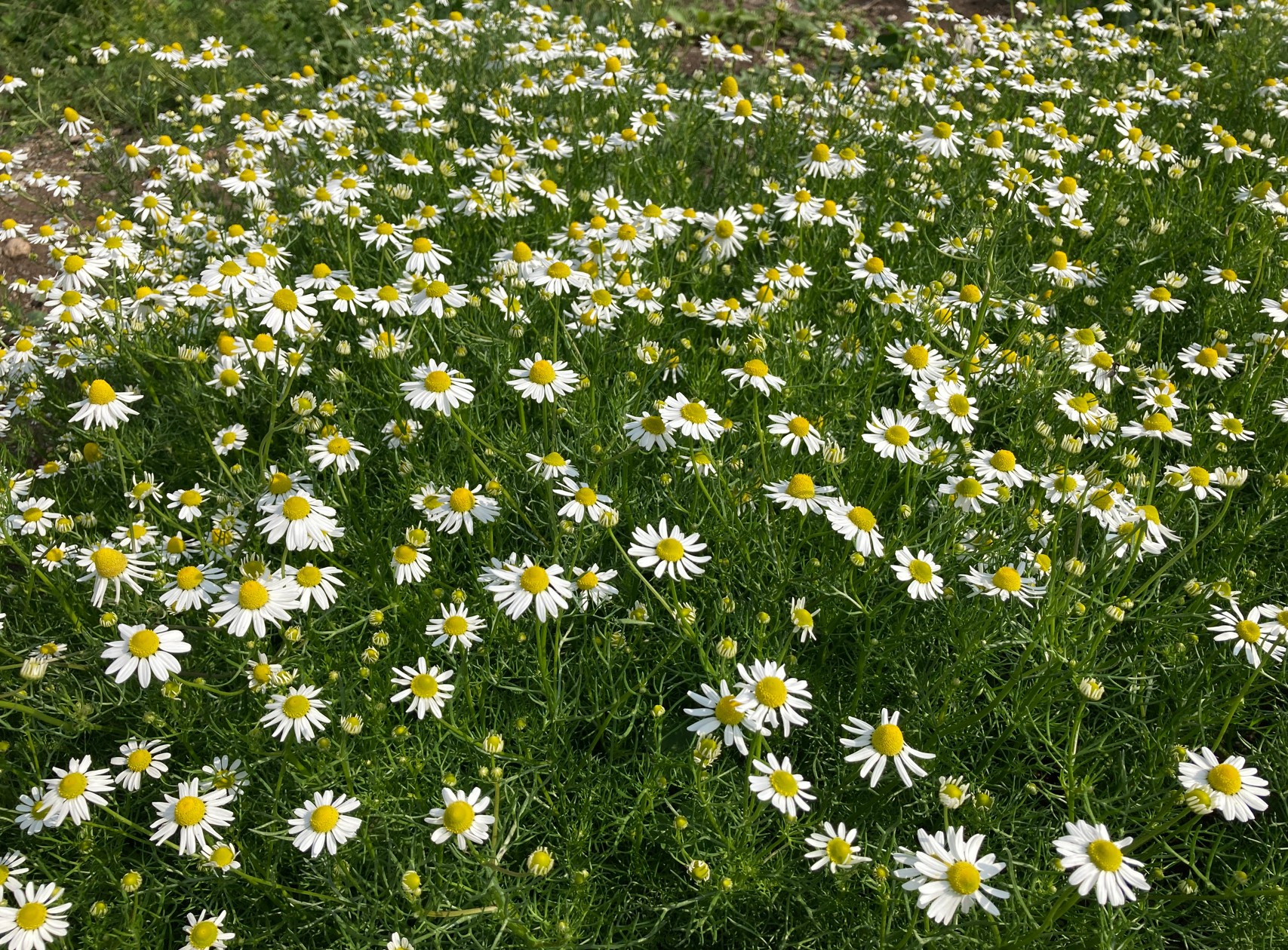 باغچه بابونه که خودم کاشتم 🥲