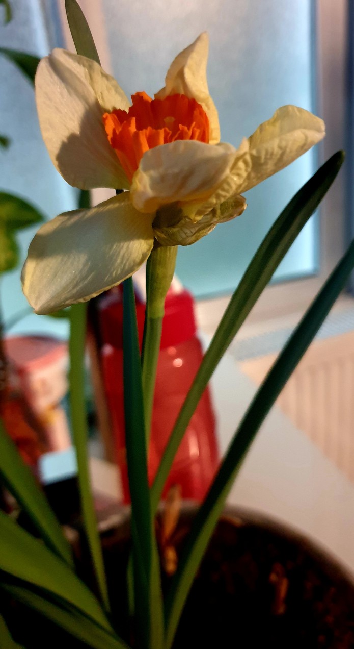 نرگسی که دیر اومد زود رفت دیگم نیومد