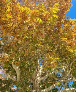 «بارانی برای سیاهی‌ها»