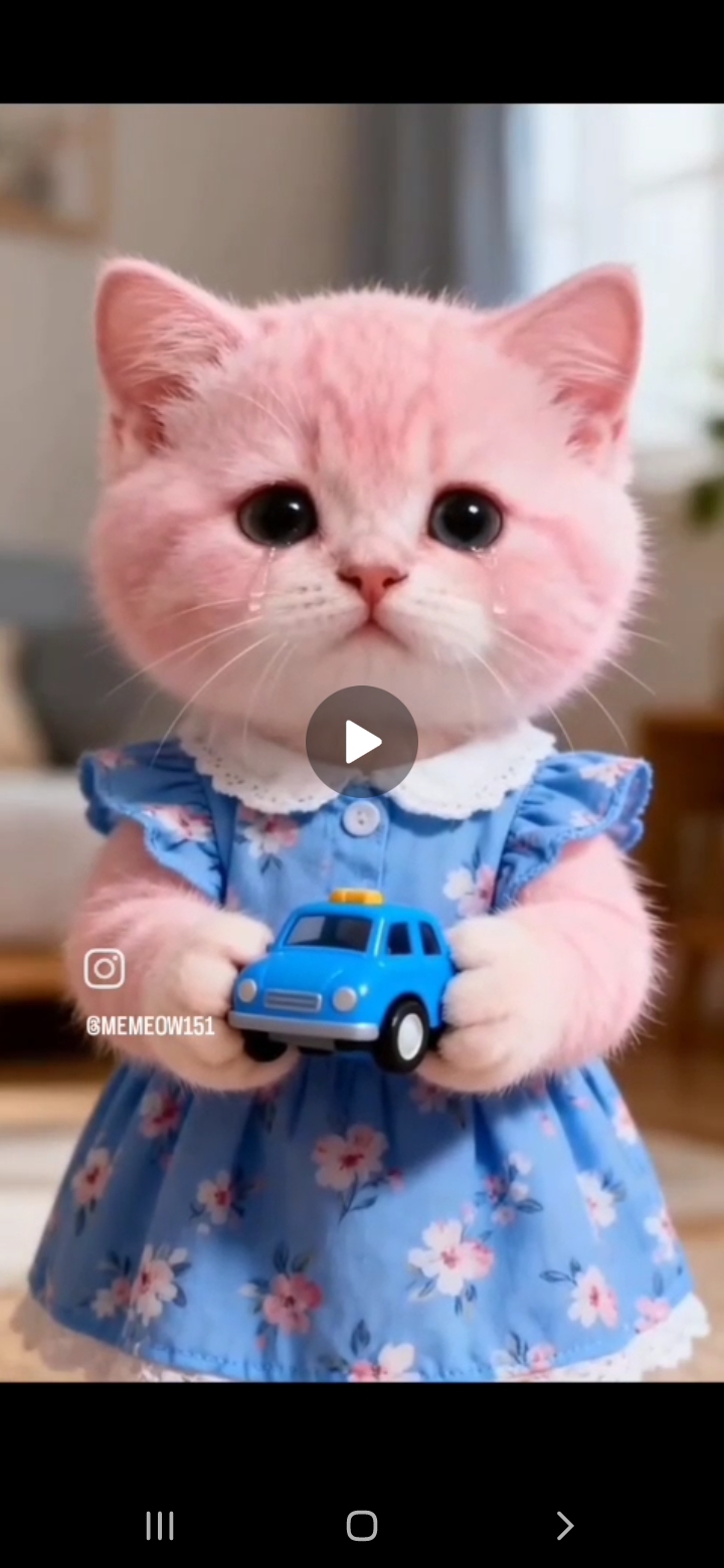 گربه‌ها از نظر سنی اندازه‌های مختلفی دارد مانند بچه گربه که در تصویر بالا مشاهده می‌کنید مانند گربه‌ای که در سن نوجوانی است که در تصویر پایین ن را مشاهده می‌کنید