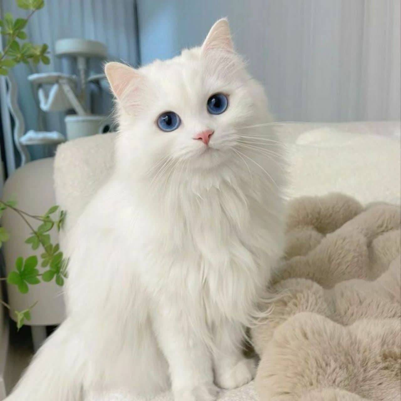 این یک نوع گربه خانگی است ا رنگی سفید و چشم‌های آبی این نوع گربه توی لوس کردن فوق العاده است واقعا زیبا است اگر تو هم مثل من خوشت اومده واسه من لایک بزار کامنتم یادت نره حتماًم پست بعدیمو ببین