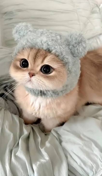 قربونش بشم منه فداش بشم منه گربه خودمه گربه مامانش این پست را شروع می کنیم سلام سلام به همه امیدوارم حال دلتون خوب باشه و نهایت خوشحالی دارید پست من را می بینید خواهش مندم پیج من را و همکارم که در پست های قبل کامل توضیح دادم را به دیگران معرفی کنید با تشکر از همه دوست دار همیشگی شما پیشی ملوس و آریا آرت