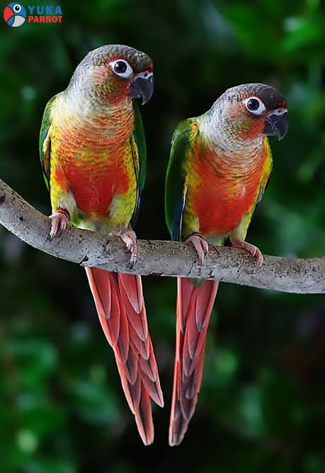 شناخت با طوطی گرینچیک و نکات طلایی در مورد نگهداری آن