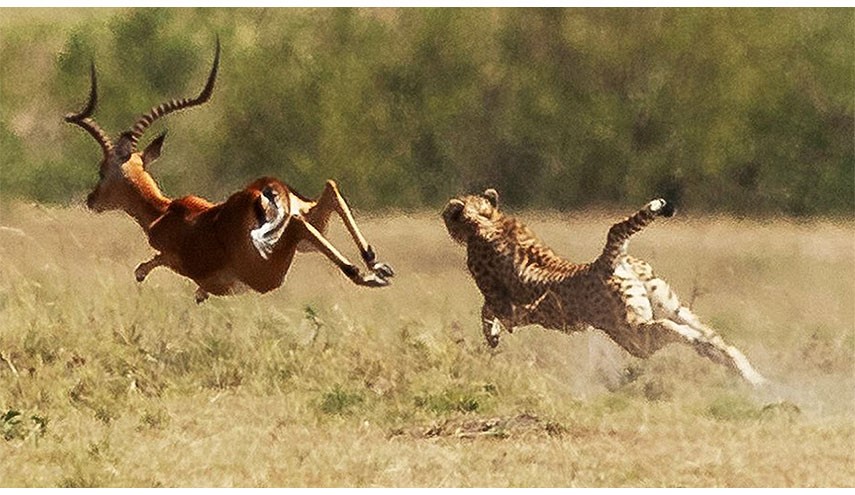 نادیده گرفتن توانمندی ها، توانمندی میخاد