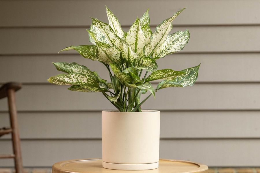 همه پسند ترین گل آگلونما