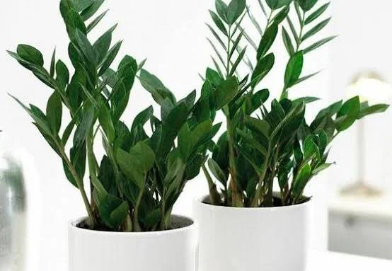 لوکس کردن محیطت با زامیفولیا