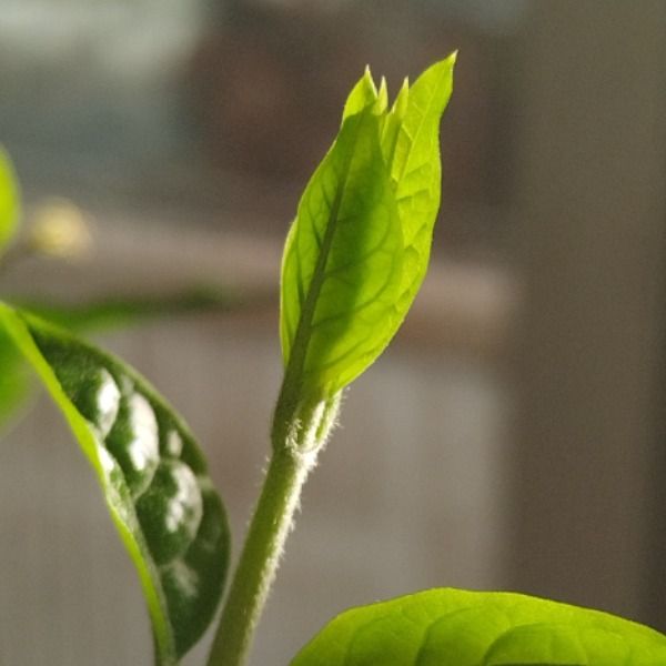 راضیه بندگانی