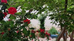 گل‌هایت را به شبم بیاور