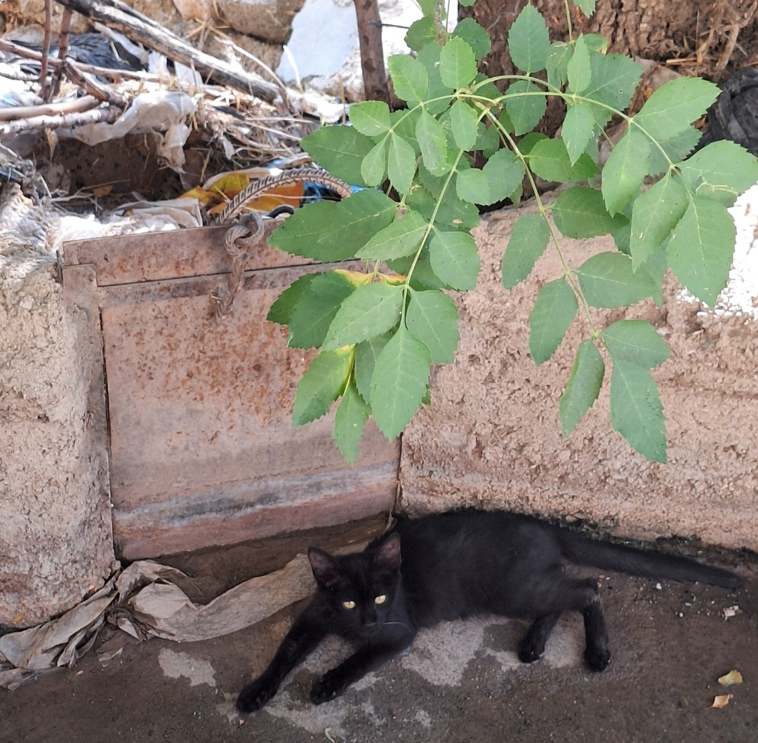 این یکی جا موند(عاشق گربه های سیاهم)
