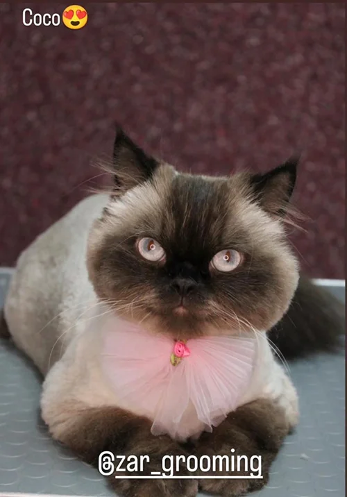 آرایشگاه حیوانات خانگی شیراز