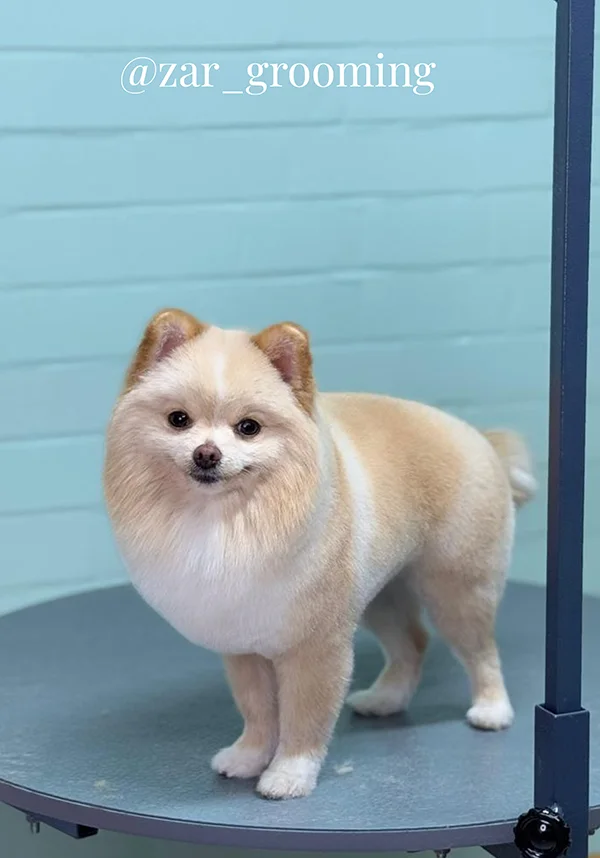 بهترین آرایشگاه سگ در شیراز