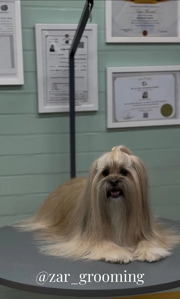 بهترین آرایشگاه حیوانات خانگی در شیراز