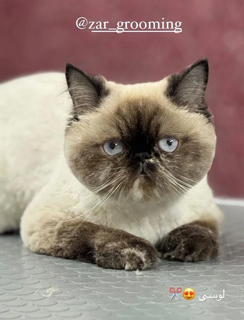 آرایشگاه گربه در شیراز