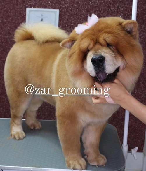 اصلاح سگ نژاد بزرگ در شیراز