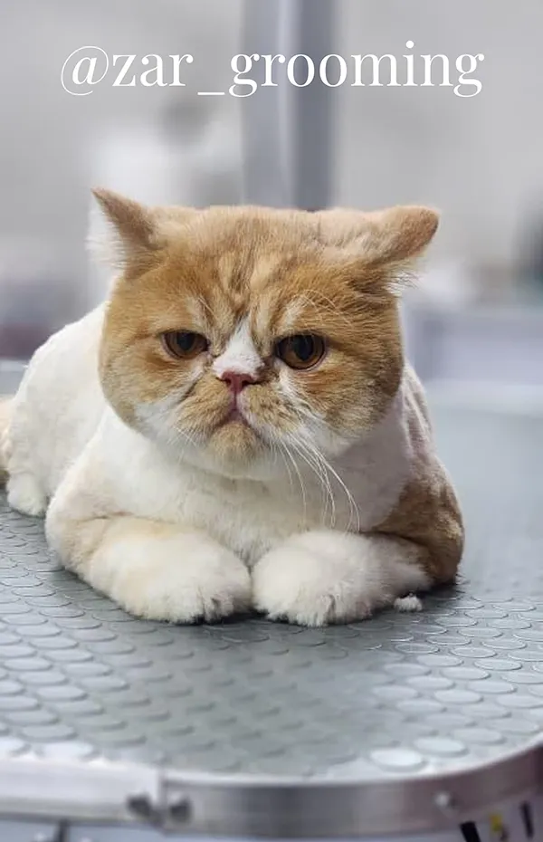 بهترین آرایشگاه گربه در شیراز