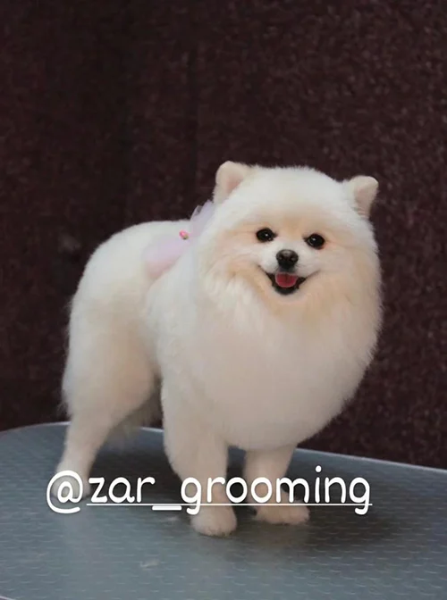 آرایشگاه حیوانات شیراز