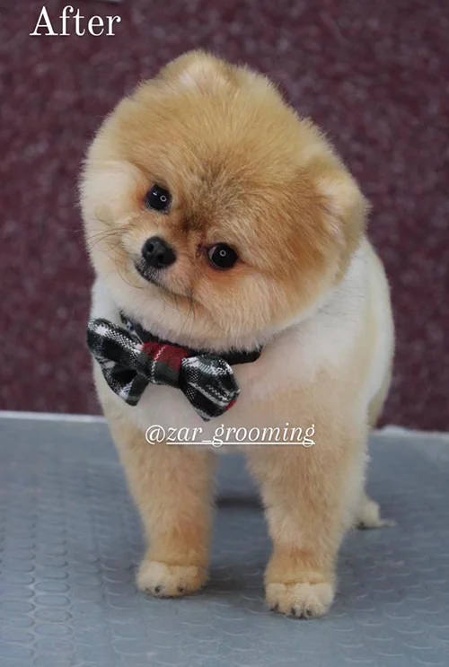 زر گرومینگ شیراز