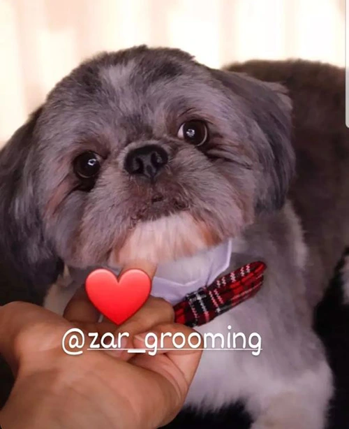 نمونه کار زر گرومینگ شیراز