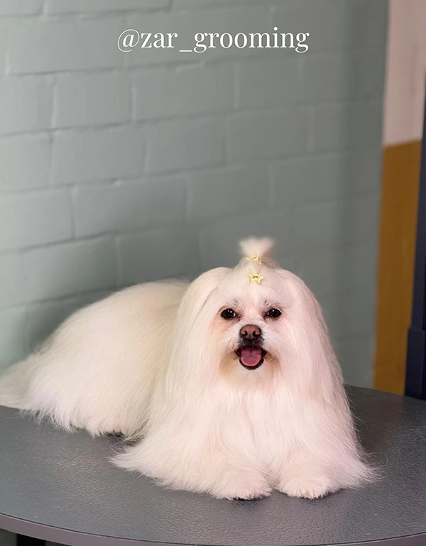 بهترین آرایشگر سگ در شیراز