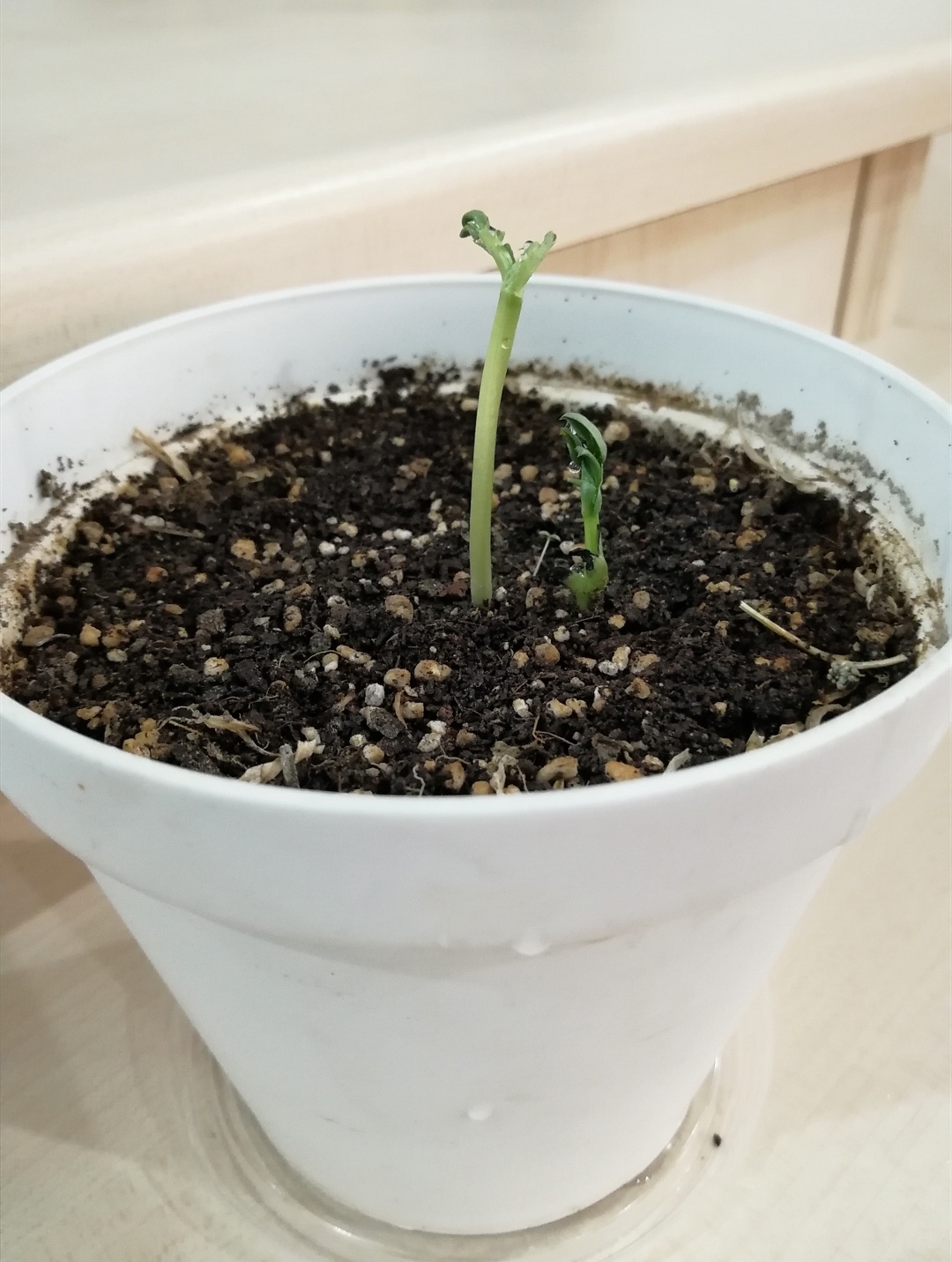 امید به زندگی