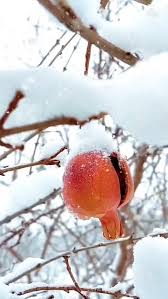 شب چله (یلدا)