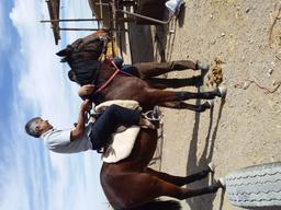 ابراهیم اسب سوار