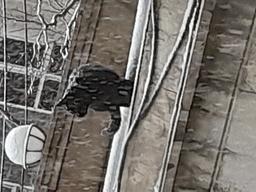 گردن‌بند مرواریدی