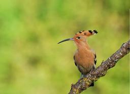 آخرین نصیحت