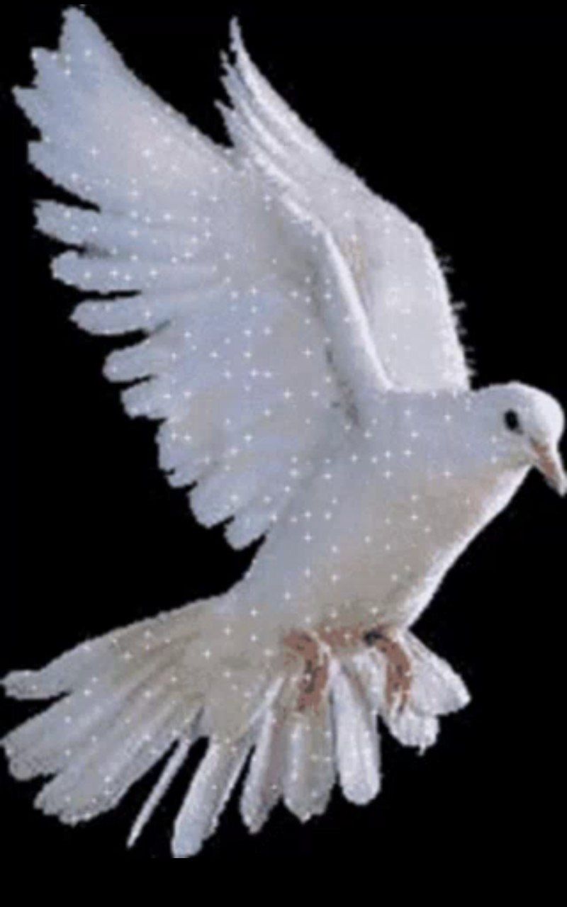 کبوتر درون تنگ گلناز تقوائی امروز در دانشگاه یکی از دانشجوها سر درس ریاضی عمومی با کلافگی گفت:" هوف این درس لعنتی به چه درد میخوره؟ چرا ریاضی قابل فهم نیست؟ این این همه فرمول به درازی روده رو باید به کار ببریم که جوابش یا یک میشه یا صفر!" استاد که همینجوری به حرف‌های آن دانشجو فکر می‌کرد، با اندکی تفکر گفت:" باشه پس درس امروز رو ول می‌کنیم." همهمه‌ای به راه افتاد و بعضی از دانشجویان آماده رفتن شدند که استاد ادامه داد:" گفتم درس رو ول می‌کنیم نگفتم کلاس تعطیله!" سکوتی سراسر کلاس رو دربرگرفت، استاد به سمت تخته رفت و روی آن یک تنگ شیشه‌ای کشید که درون یک کبوتر وجود داشت؛ سپس به دانشجویان چنین گفت:" کی می‌تونه بگه چه‌طوری میشه این کبوتر رو از تنگ برون بیاریم با این شرط که تنگ رو نشکنیم و کبوتر رو هم نکشیم؟" دانشجویان همه تلاش خود را کردند تا راه‌حلی بیابند اما هیچکدام پاسخی برای معما نیافتند. یکی از دانشجویان که در صندلی دوم نشسته و تا آن لحظه سکوت کرده بود، با لحنی آرام چنین گفت:" خب استاد گرامی این کبوتر بدون شکستن تنگ بیرون نمیاد پس به اون کسی که این کبوتر رو داخل این محفظه شیشه‌ای کرده بگید بیاد خودش هم پرنده رو از توش بیرون بیاره!!!" دانشجویان به پاسخ این دانشجو پوزخند زدند اما استاد شروع به کف زدن کرد و گفت:" آفرین! جواب همینه، هرکسی که کبوتر رو داخل تنگ کرده خودشم درش بیاره و شما هم همینطور! وقتی واحد ریاضی عمومی رو برداشتید که بخونید، همون کبوتر رو در ون تنگ انداختید که این درس سخته این مفهوم رو توی ذهنتون جا دادید؛ ولی وقتی درس ریاضی را برداشتید و اونو را آسون بپندارید، در عقلتون تا بتونید درس رو آسون‌تر بخونید، اونو رو جزو درس‌های ساده بردارید." بعد این ماجرا کل دانشجویان بیشتر بر روی مباحث و فرمول‌ها دقت می‌کردند و با تمرین و تکرار بیشتر ،درس را با نمرات خوب پشت سر گذاشتند. این را هم اضافه کنم که وقتی کاری را آغاز می‌کنیم، باید بر خدا توکل کنیم؛ این رمز پیروزی بر مشکلات است و اینگونه می‌توان کبوتر را از درون تنگ شیشه‌ای خارج کرد.