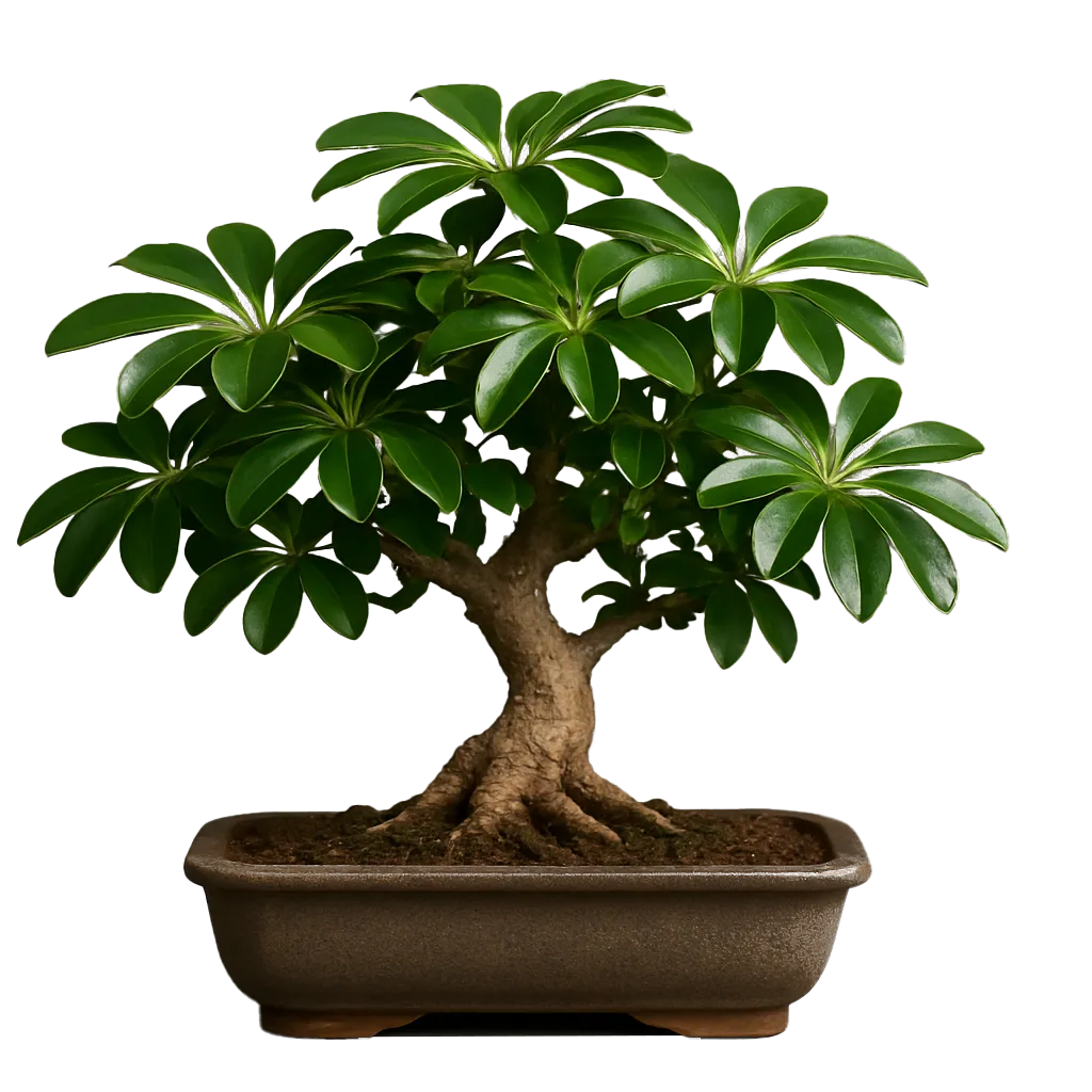 بونسای شفلرا