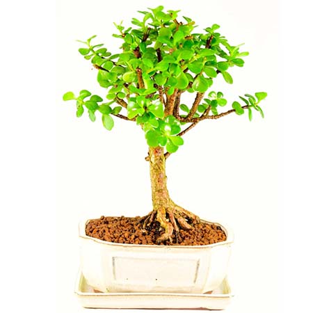 بونسای کراسولا