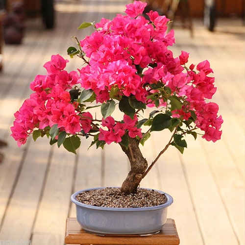 بونسای گل کاغذی