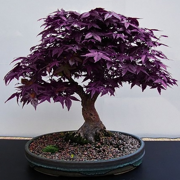 بونسای افرا بنفش