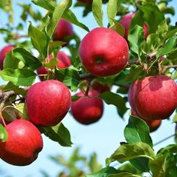 اولین نوشتار