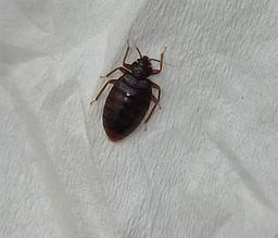 سمپاشی ساس در سراسر تهران و البرز | علمی و تضمینی