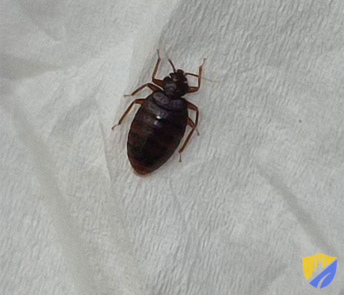 نمای نزدیک ساس تختخواب روی پارچه سفید | سمپاشی ساس در تهران و البرز – شرکت آسانکش