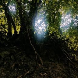 «قولی به زمین»