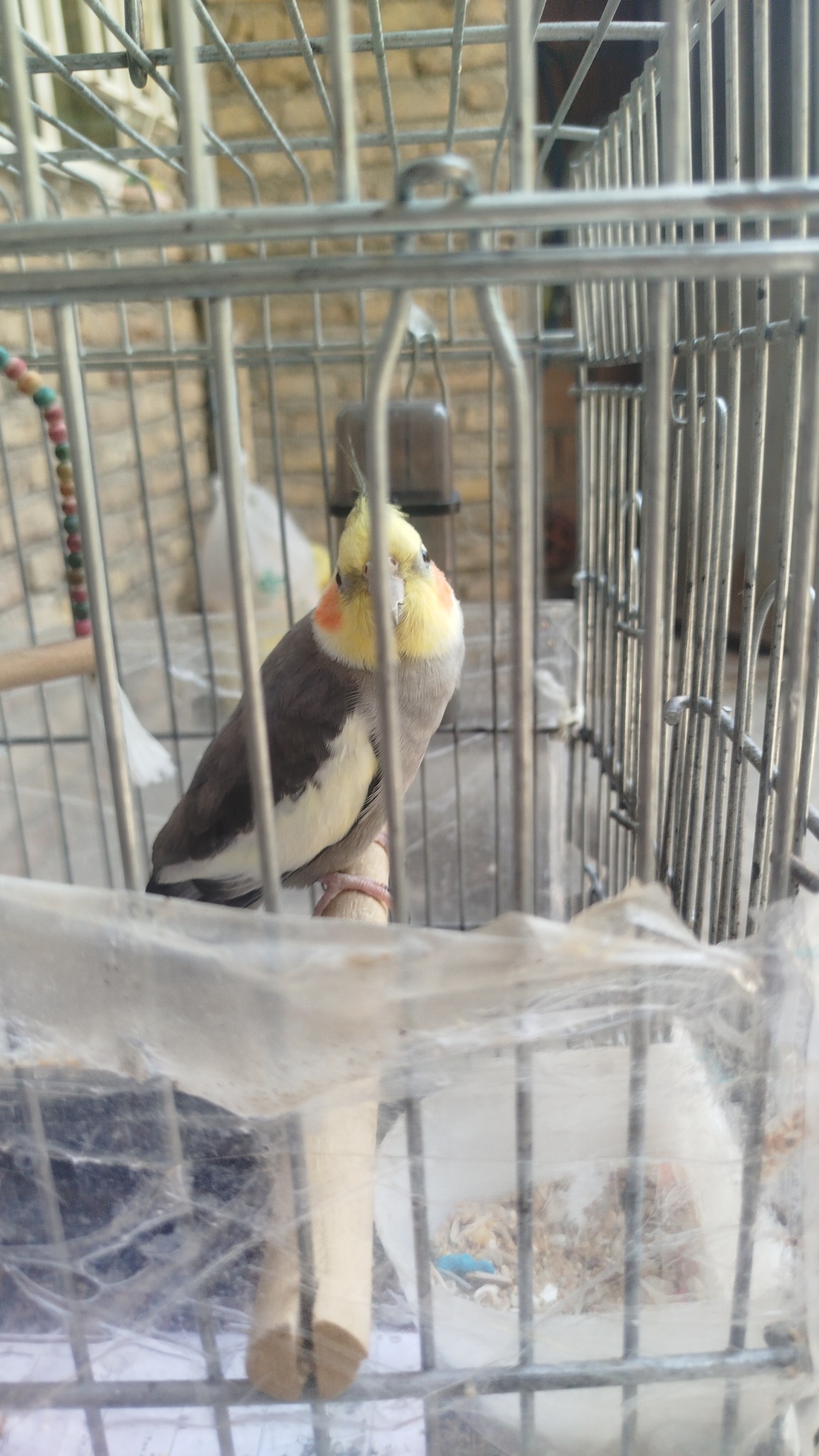 برای تقویت و حفظ سلامت عروس هلندی خود، باید به چند جنبه اصلی توجه کنید: تغذیه، محیط زندگی، تعامل و مراقبت بهداشتی. در ادامه، نکات کلیدی را مرور می‌کنیم: