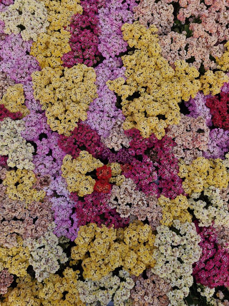 با اینکه پاییز بود اما این گلها زیبا هنوز در باغ ارم بودند