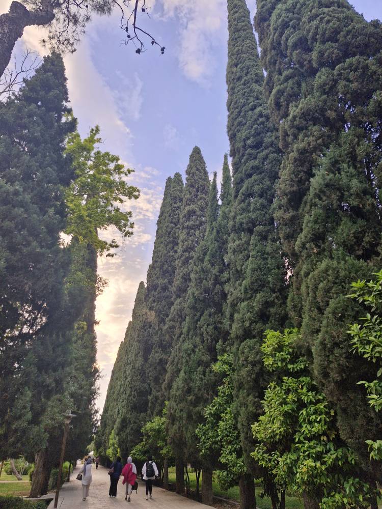 سرو های با قدمت چندصد ساله باغ ارم