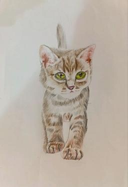 پیشی 🐱