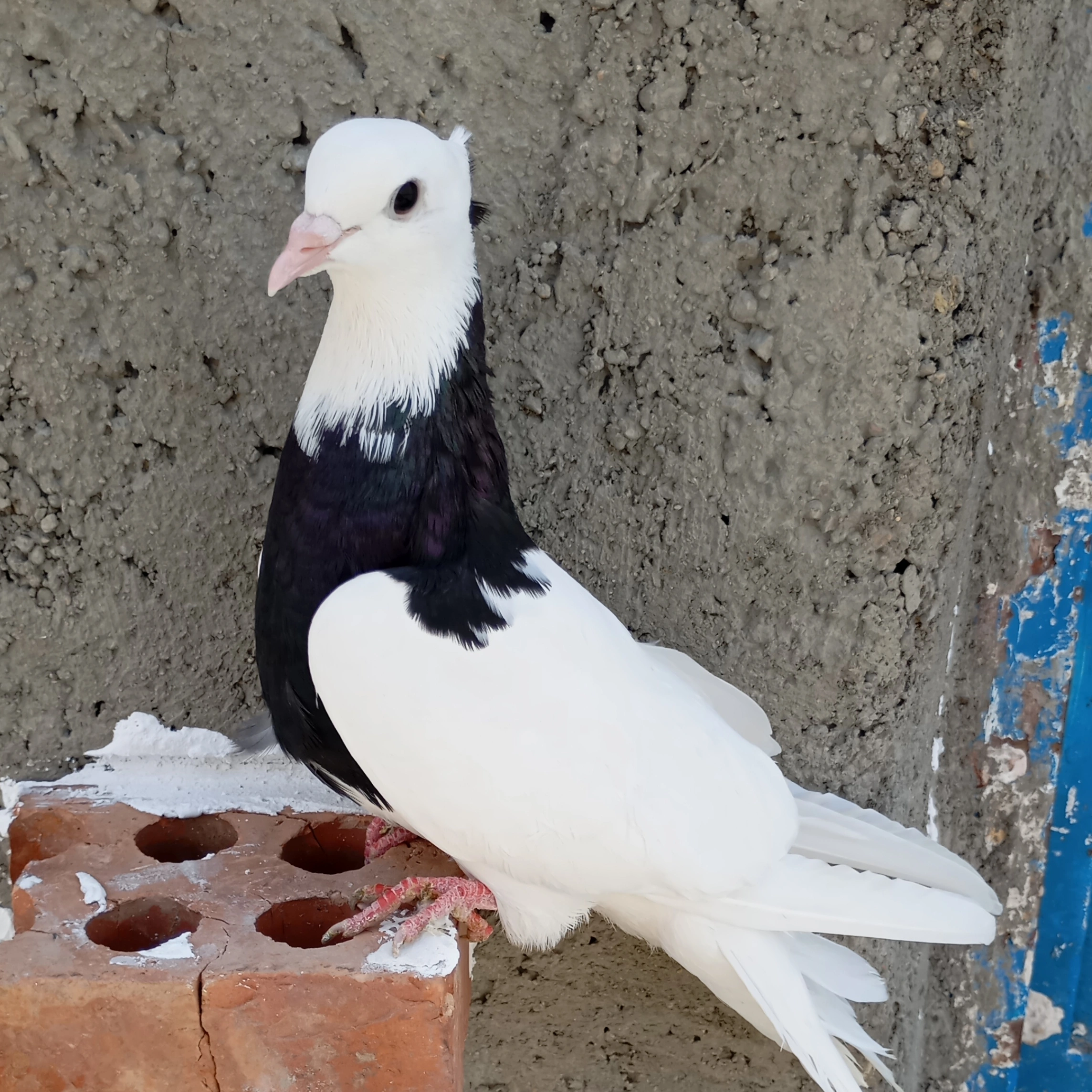 کبوتر طوقی | طوقی سیاه | عشقبازی | طوقی | کفتر بازی |کبوتر طوقی | طوقی سیاه | عشقبازی | طوقی | کفتر بازی| کفتر طوقی سیاه کبوتر طوقی | طوقی سیاه | عشقبازی | طوقی | کفتر بازی کبوتر طوقی | طوقی سیاه | عشقبازی | طوقی | کفتر بازی