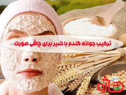 ترکیب جوانه گندم هاژه با شیر برای چاقی صورت؛ روشی طبیعی و مؤثر