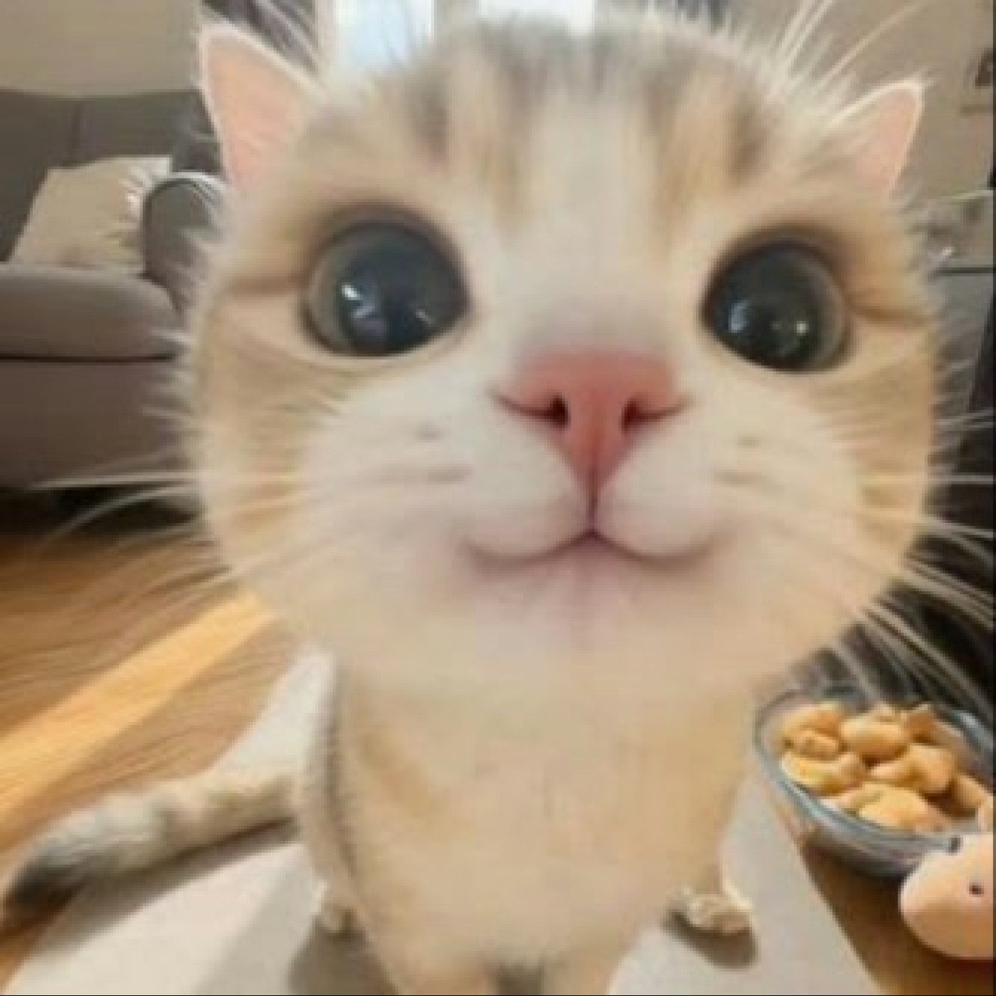 خدایا!میخوام گربه باشم:)