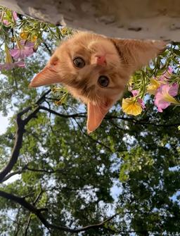 خوبگاه😁🫣