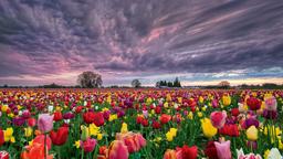 جنگ با کی؟ جنگ تا کِی؟