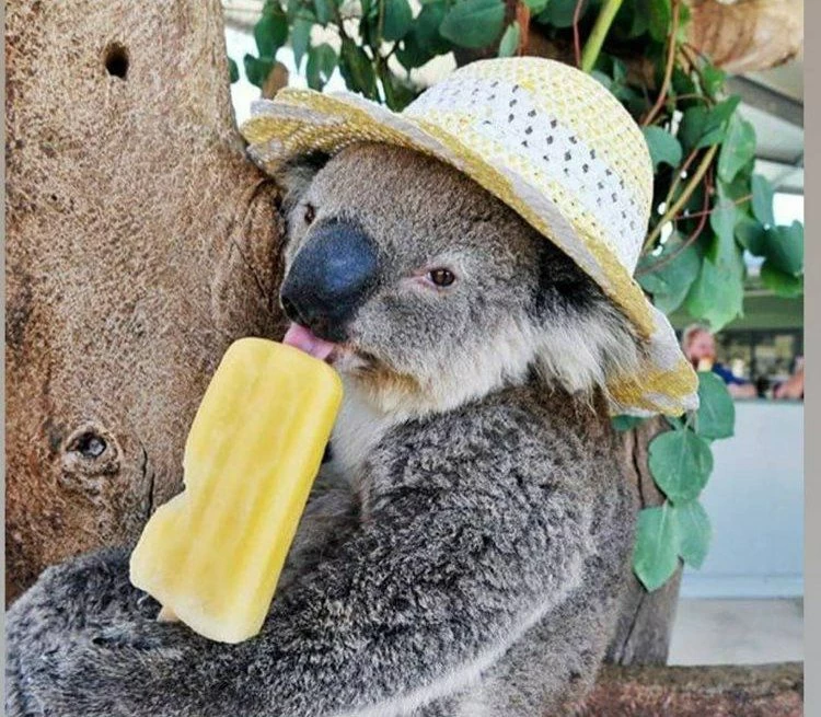 عکس از حیوانی که از من زندگی بهتری دارد