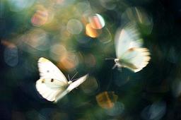 شمعتان هنوز روشن است؟