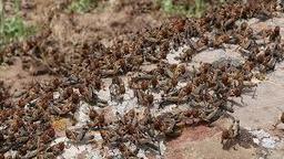 ملخ ها همه جا را خشک کرده اند