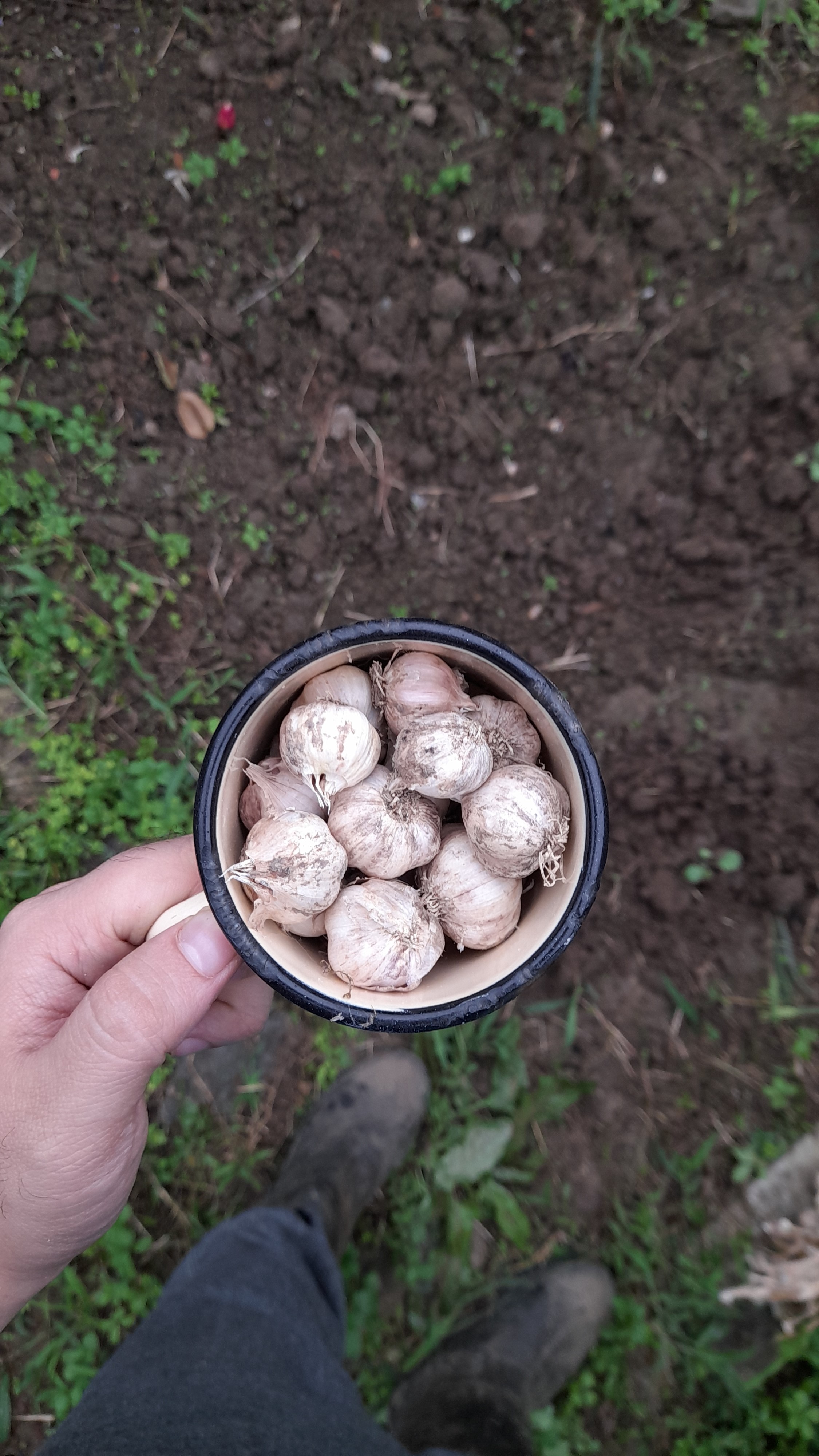 یک لیوان سیر برای کاشت